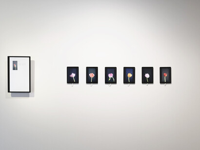 Anna Ridler, Bloemenveiling, 2019, in collaboration with David Pfau, website, smart contracts, NFTs, GAN generated video and bots. Courtesy of the artist