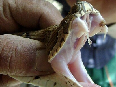 Poisonous snake