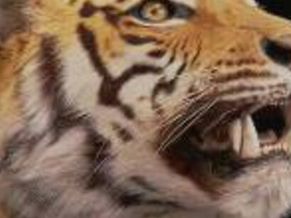 Zoology. Courtesy of RAMM