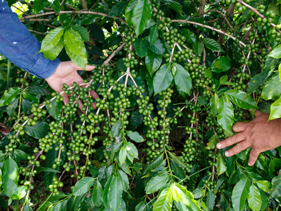 Una pianta di caffè della Fazenda Tecad