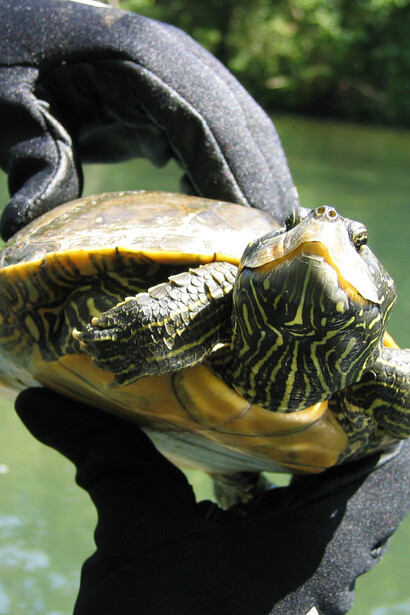 Mapping the Museum’s Collections. Courtesy of Florida Museum of Natural History