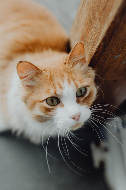 Cats see much better in low light thanks to a reflective layer in their eyes called the tapetum lucidum