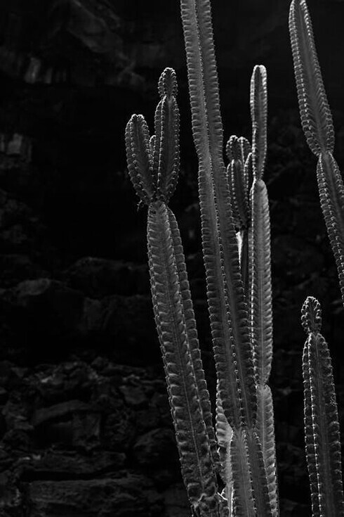 Cactus, se recomienda tenerlos en casa para respirar mejor