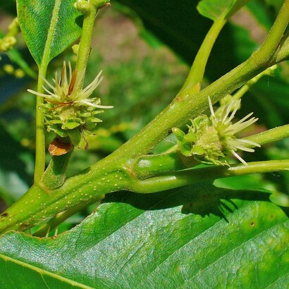 I fiori femminili sono meno evidenti e si trovano alla base delle infiorescenze, dove daranno origine ai frutti, le castagne