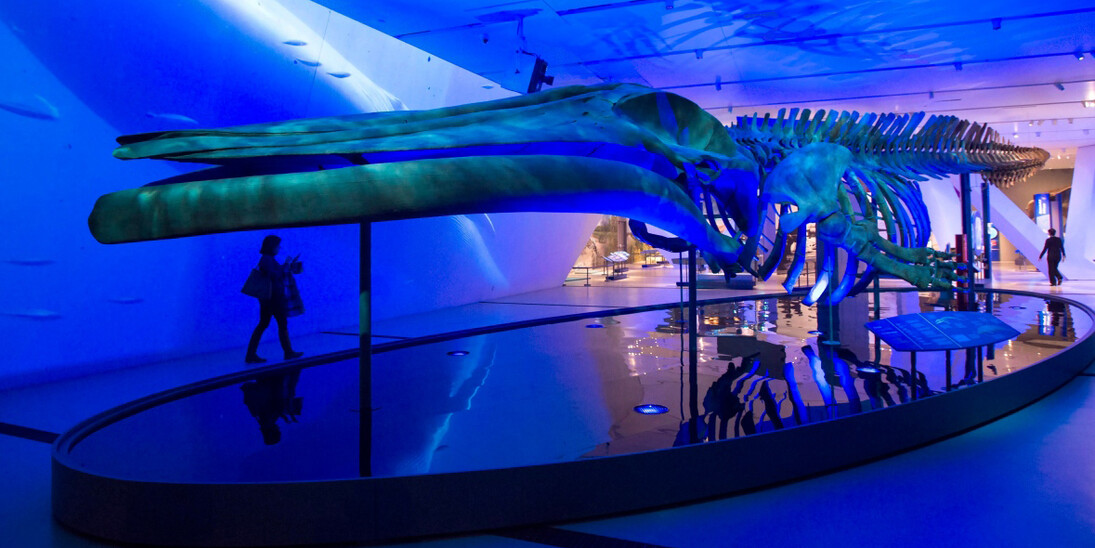 The Blue Whale Story. Courtesy of ROM 