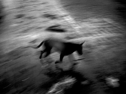 Paolo Pellegrin, An anthology. Courtesy of the Jakopič Gallery 