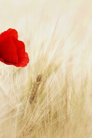 Papavero rosso. La ricerca dell'amore dentro di noi: un viaggio verso l'essenza