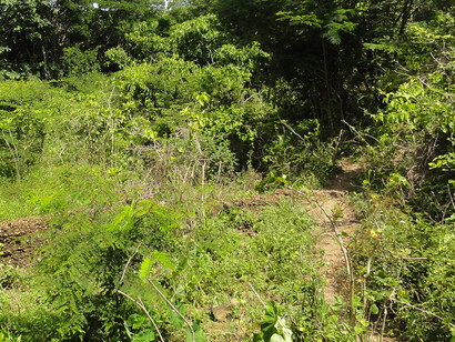Plantation