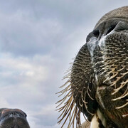 Wildlife Photographer of the Year. Courtesy of ROM