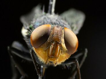 A diferencia de otras especies, este insecto convierte cuerpos vivos en alimento, generando infecciones rápidas y potencialmente mortales