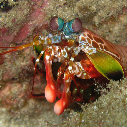 Foto de Silke Barton. Os olhos mais impressionantes da natureza pertencem a um crustáceo, a Tamarutaca