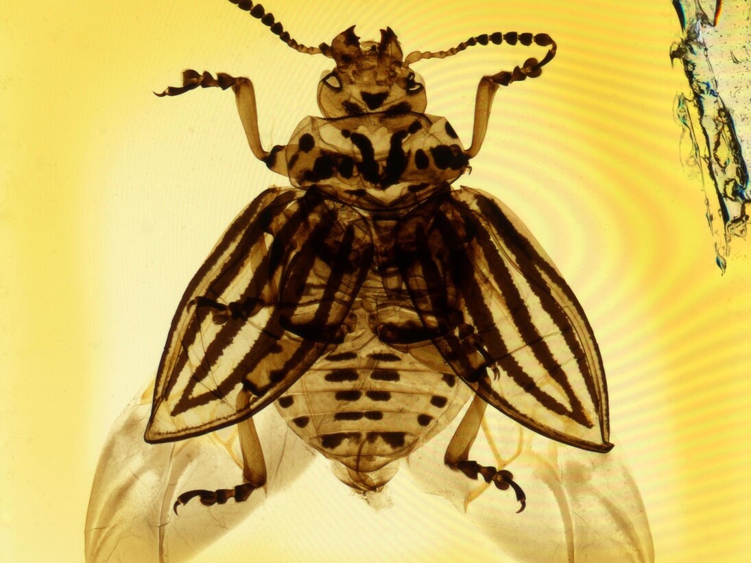 Mary Pritchard, Colorado Beetle