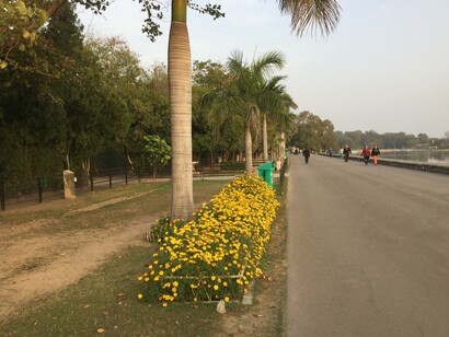 Blooming flowers