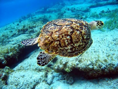 Tortuga marina en Akumal