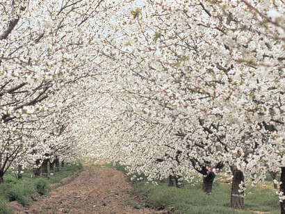 Cerezos en flor en el Valle del Jerte