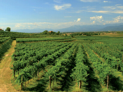 I vigneti dei Colli Orientali