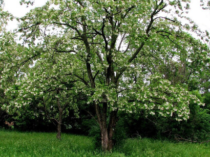 Robinia Pseudoacacia