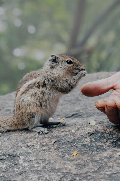 Fomentar la observación respetuosa de la fauna, sin contacto ni alimentación directa, es un primer paso para restaurar la armonía en los espacios verdes