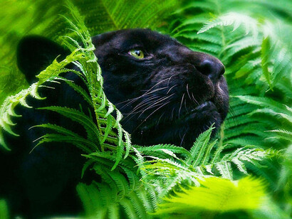 La Pantera, un perfetto equilibrio fra condensazione ed espansione