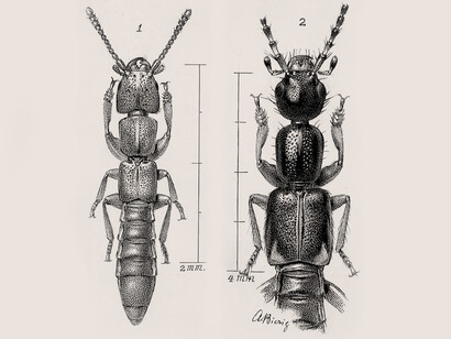 Aspecto general de dos especies de Staphylinidae: nótense sus típicas alas cortas, que no recubren el abdomen