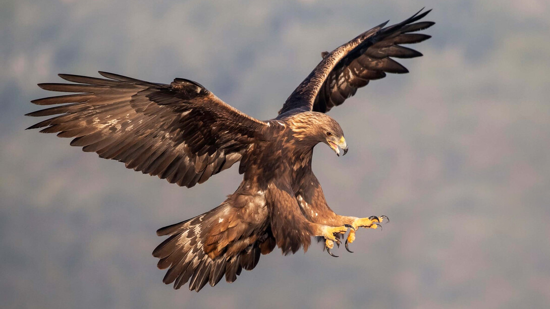 En muchos países se presenta el cuestionamiento: ¿qué significa la soberanía en un mundo globalizado?