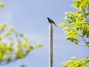 Photo by James Ewing, courtesy of Art Production Fund