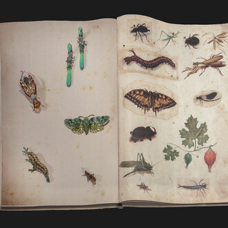 © Antonio Quattrone
Gioielli dall’alto verso il basso in senso orario 
Lydia Courteille
Orecchini insetto
2017

Hemmerle 
Spilla farfalla 
2004

Roberto Coin
Spilla grillo
Animalier Collection, 2015

Chopard
Spilla bruco
Animal world Collection, 2010

Lorenz Baümer
Spilla “Scarabée d’automne”
2016
