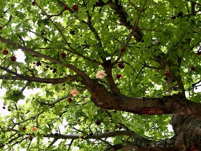 Kalpavriksha in fiore a Ranchi, Jharkhand