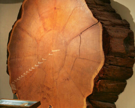 Hall of North American Forests. Courtesy of American Museum of Natural History