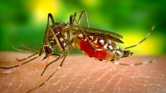El mosquito de la malaria, culpable de miles y miles de muertes, especialmente en África