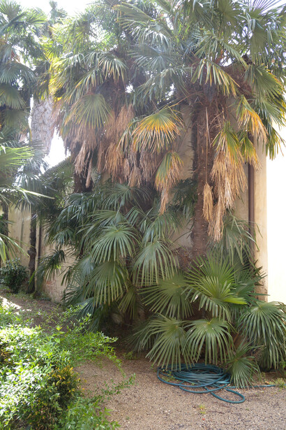 Trachycarpus caespitosus Beccari