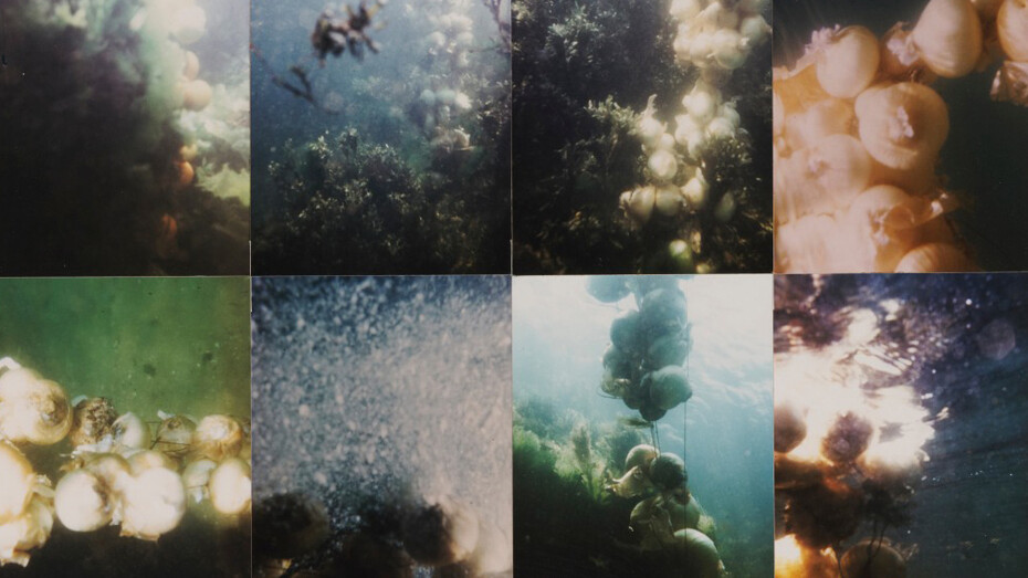 Peter Hutchinson, Undersea onions (detail), 1970. Courtesy of Gaa Gallery