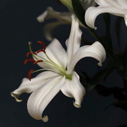 L’esperienza nei servizi di diagnosi prenatale l’ha portata a confrontarsi con situazioni emotivamente complesse legate alle scelte dei genitori