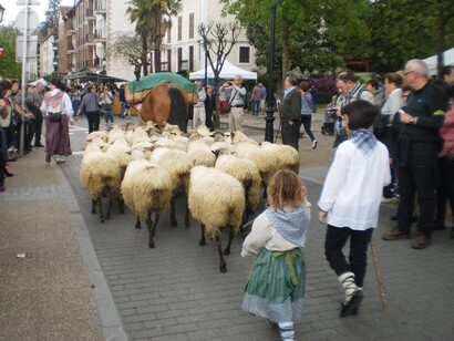 Un rebaño de ovejas por la ciudad