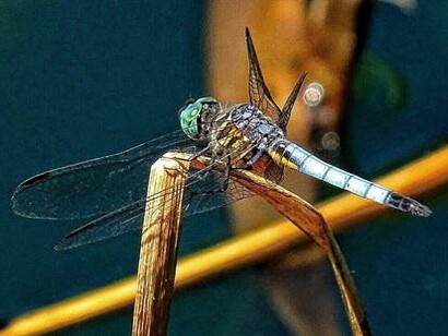 "he mind is the most capricious of insects; flitting, fluttering." Virginia Woolf.