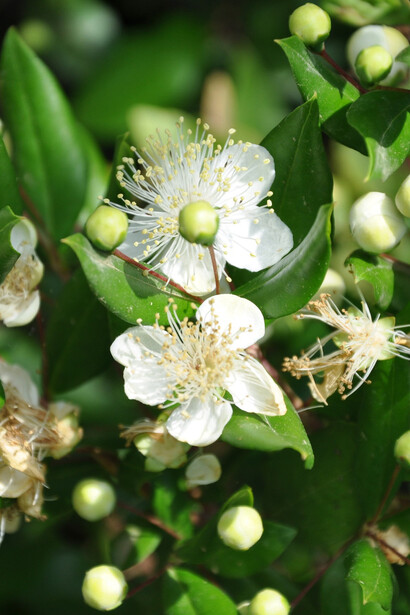 Fiori di mirto (Myrtus communis)