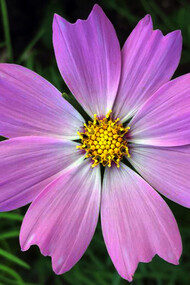 To build a flower formed by eight identical petals, as in this example, the plant needs the bits of information for only one petal, then the information of “repeat” it eight times.
