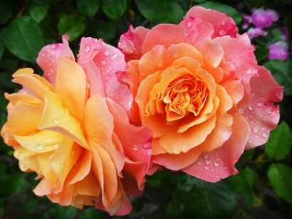Forgiving those who have hurt us can be a huge relief which often results in a new level of emotional openness
