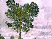 Christopher Bramham, Pine Tree, Winter (in progress), 2002, oil on canvas, 129 x 143 cm
