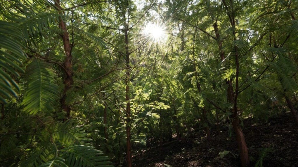 Spencer Finch: Lost Man Creek. Courtesy of Public Art Fund