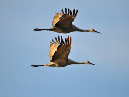 The illegal killing and taking of wild birds remains a major threat on a global scale