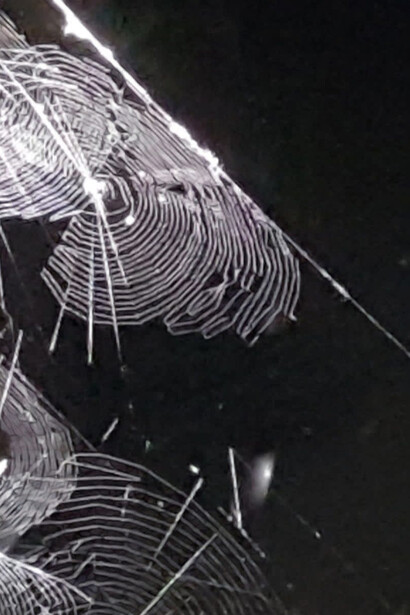 Ora Aracne è qui e lavora instancabilmente alla sua tela