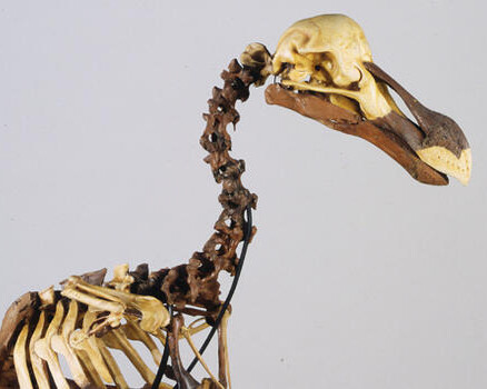 Hall of Biodiversity. Courtesy of American Museum of Natural History