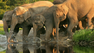 Pinnawala Elephant Sanctuary
