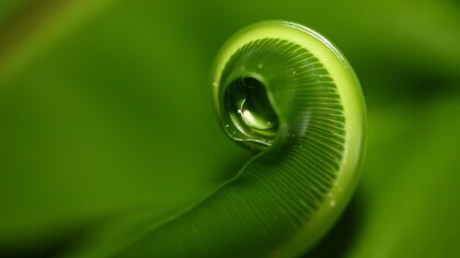 La sezione aurea ricorre spesso in natura come principio di equilibrio e armonia, visibile nella crescita di piante, conchiglie e forme biologiche
