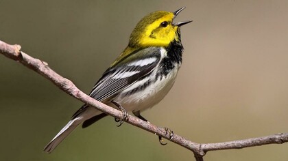 Green-backed warbler 