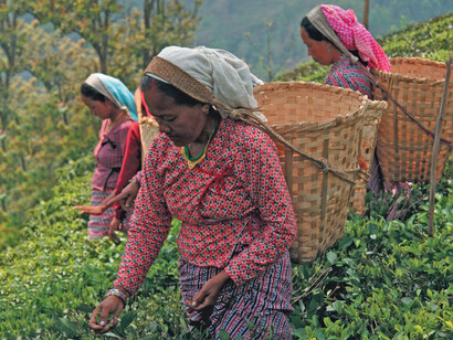 Tea picker