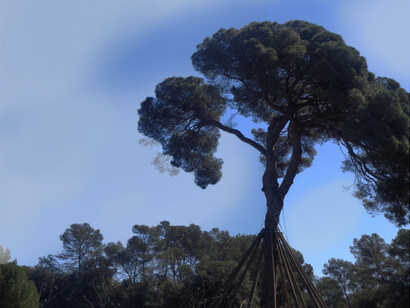Fotografía: Oscar Farrerons.Josep Serra-Bogunyà y su hijo Pau, conocidos con el apelativo Xandri, plantaron en 1774, miles de pequeños pinos, Sant Cugat del Vallès, Barcelona, España