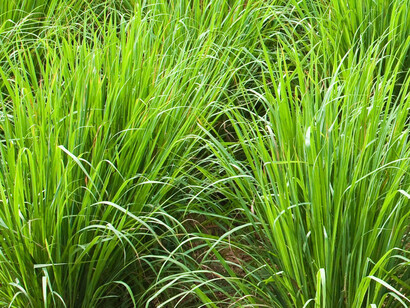 Palmarosa (Cymbopogon martinii)