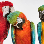 Museum of Natural History